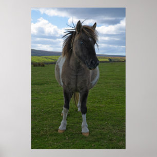 Póster Blue Eyed Dartmoor Pony