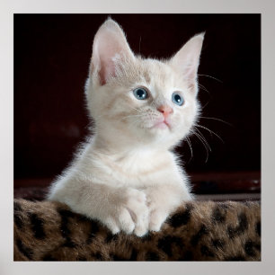 Póster Blue Eyed White Kitten