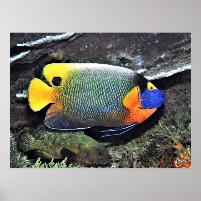 Póster Blue Face Angelfish (Frente)