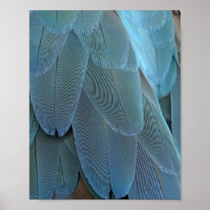 Póster Blue Feather