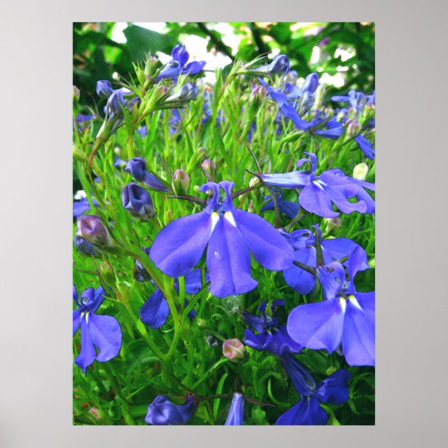Póster blue flowers (Frente)