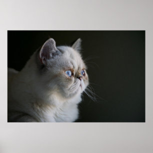 PÓSTER BLUE GAZE