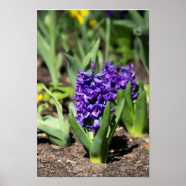 Póster Blue Geocinth in spring