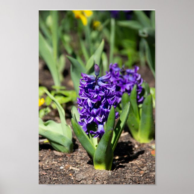 Póster Blue Geocinth in spring (Frente)