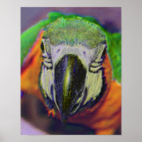 Blue Gold Macaw Face Parrot Fantasy Art