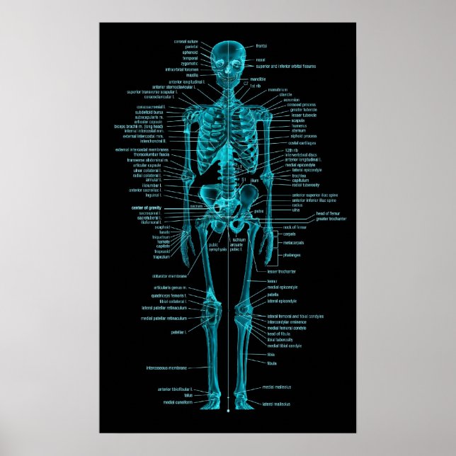 Póster blue-green skeleton poster (Frente)