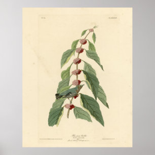 Póster Blue-green Warbler from Audubon's Birds of America