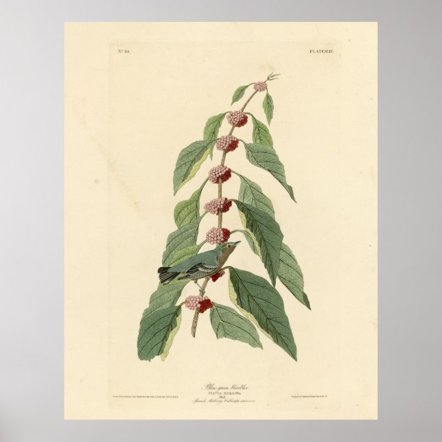 Póster Blue-green Warbler from Audubon's Birds of America (Frente)