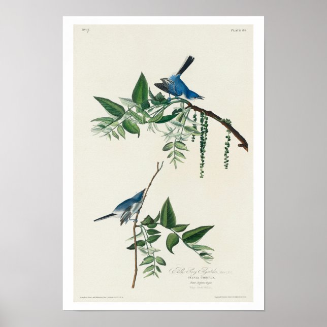 Póster Blue-Grey Fly-catcher by Audubon Poster (Frente)