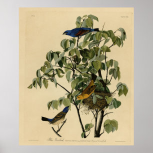 Póster Blue Grosbeak from Audubon's Birds of America