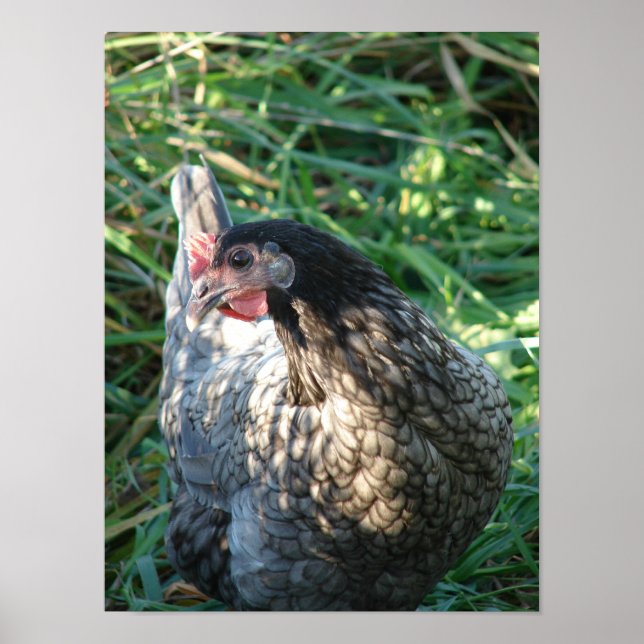 Póster Blue Hen (Frente)