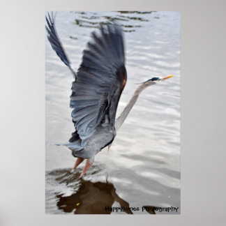 Póster Blue Heron