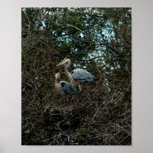 Póster Blue Heron Family Birds Nest Trees Florida