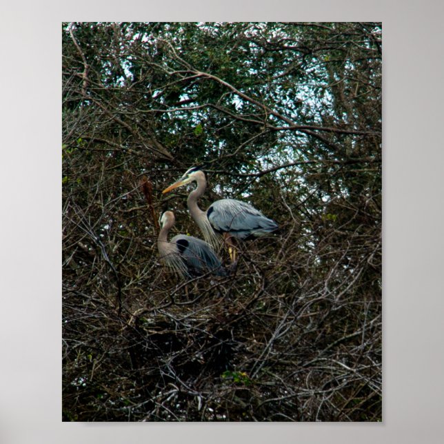 Póster Blue Heron Family Birds Nest Trees Florida (Frente)