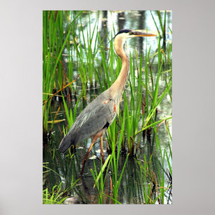 Póster Blue Heron in the Reeds