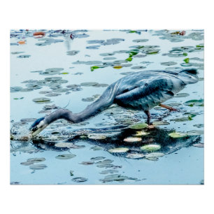 Póster Blue Heron, pescando para la cena entre las colcho
