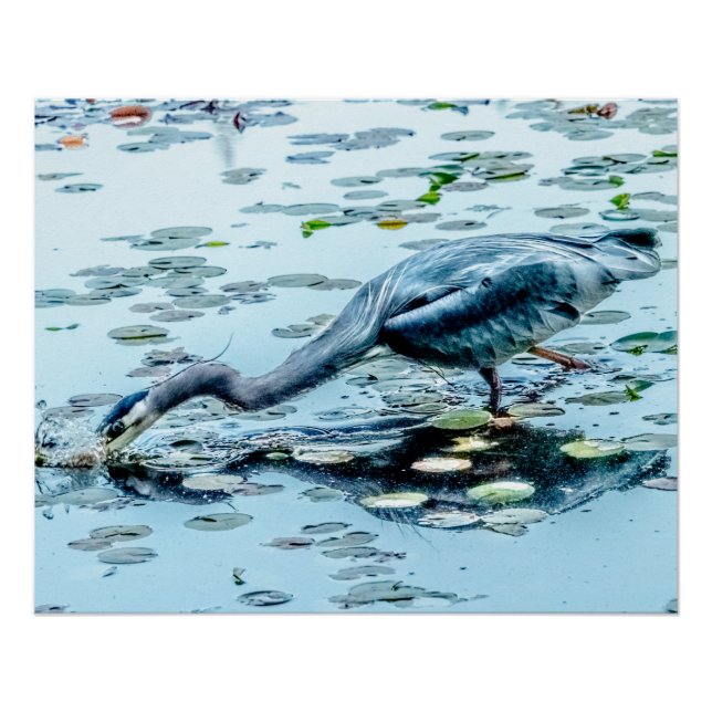 Póster Blue Heron, pescando para la cena entre las colcho (Anverso)