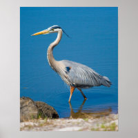 Blue Heron Wading