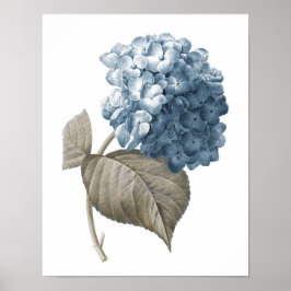 Póster Blue Hydrangea Botanical Artwork no. 2