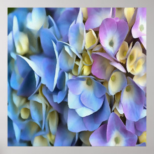 Póster Blue Hydrangea Shrub Artistic Bossom