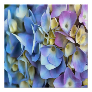 Póster Blue Hydrangea Shrub Bossom artístico