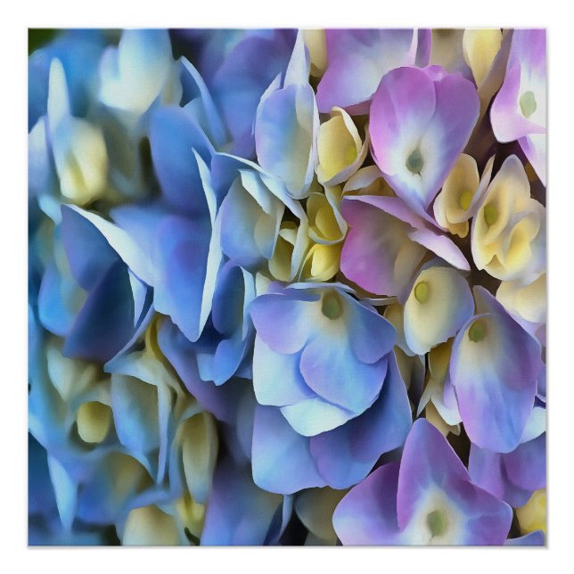 Póster Blue Hydrangea Shrub Bossom artístico (Anverso)