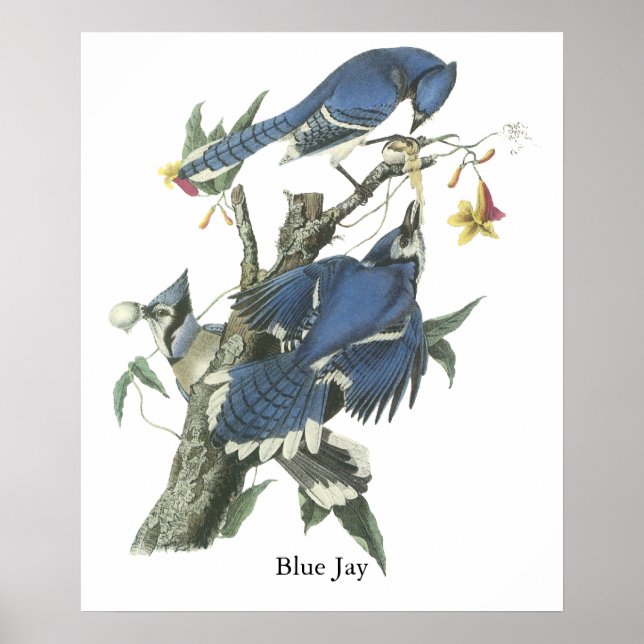 Póster Blue Jay, John Audubon (Frente)