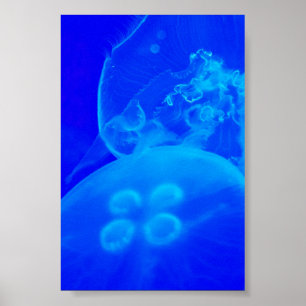 Póster Blue Jellyfish