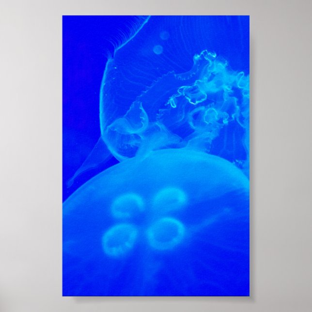 Póster Blue Jellyfish (Frente)
