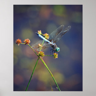 Póster Blue Jewel, a tiny dragonfly rests on a reed
