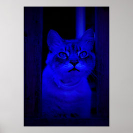 Póster Blue Kitty