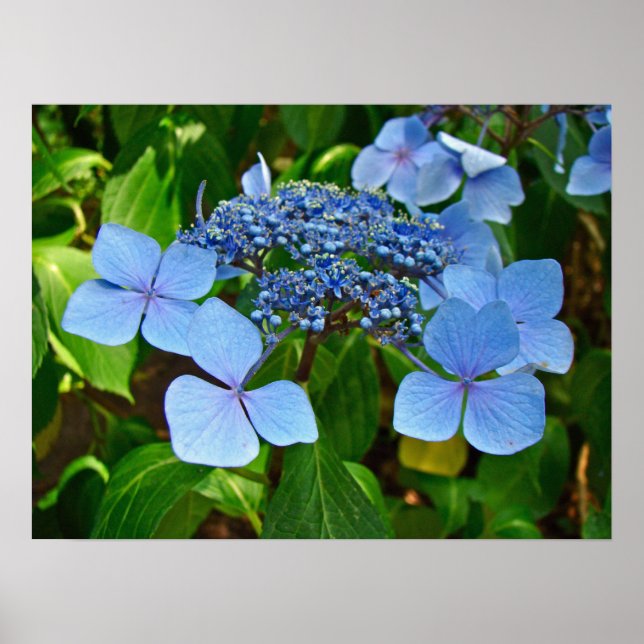 Póster Blue Lace-cap Hydrangea - Poster (Frente)