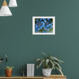 Póster Blue Lacecap Hydrangea Floral Photographic