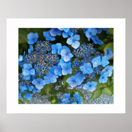 Póster Blue Lacecap Hydrangea Floral Photographic