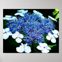 Blue Lacecap Hydrangea Flower Close