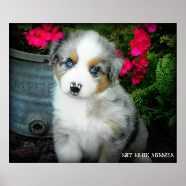 Póster Blue Merle Aussie 2 Puppy Poster (Frente)