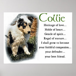 Póster Blue Merle Collie Gifts