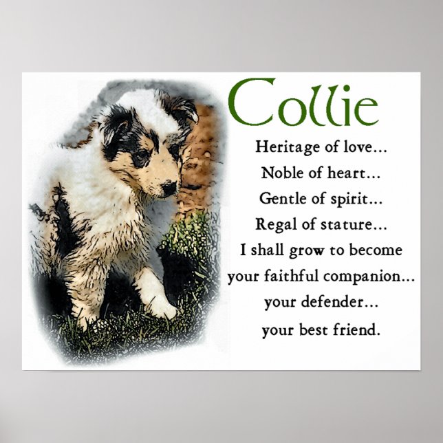Póster Blue Merle Collie Gifts (Frente)