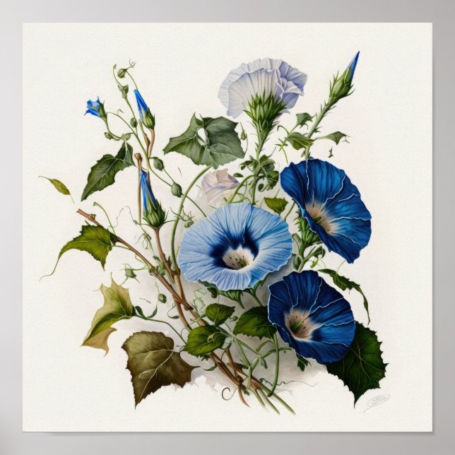 Póster Blue Morning Glory Flowers Art Print Poster (Frente)