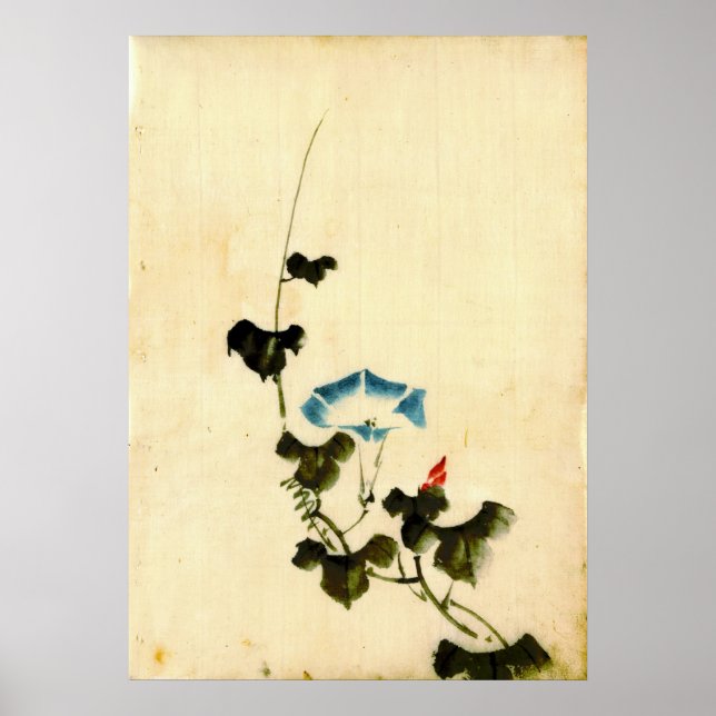 Póster Blue Morning Glory Vine 1840 (Frente)