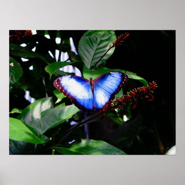 Póster Blue Morpho Butterfly (Frente)