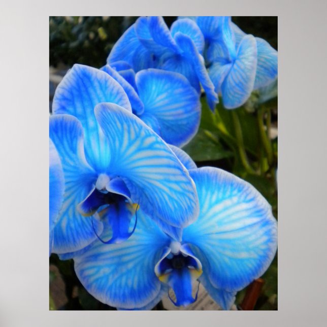 Póster Blue Mystique Orchids Poster (Frente)