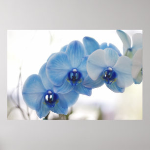 Póster Blue Orchids
