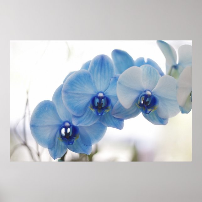 Póster Blue Orchids (Frente)