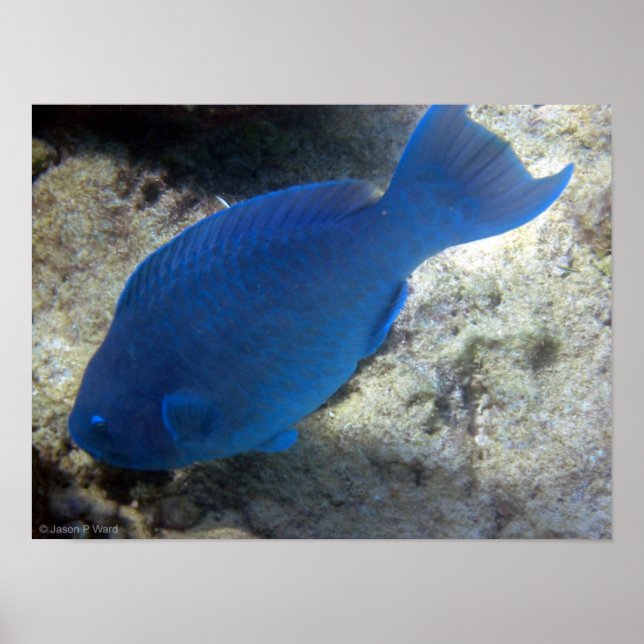Póster Blue Parrot Fish (Frente)