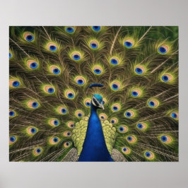 Póster Blue Peacock