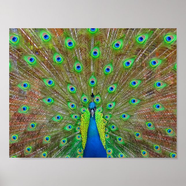 Póster Blue Peacock #3 Poster (Frente)