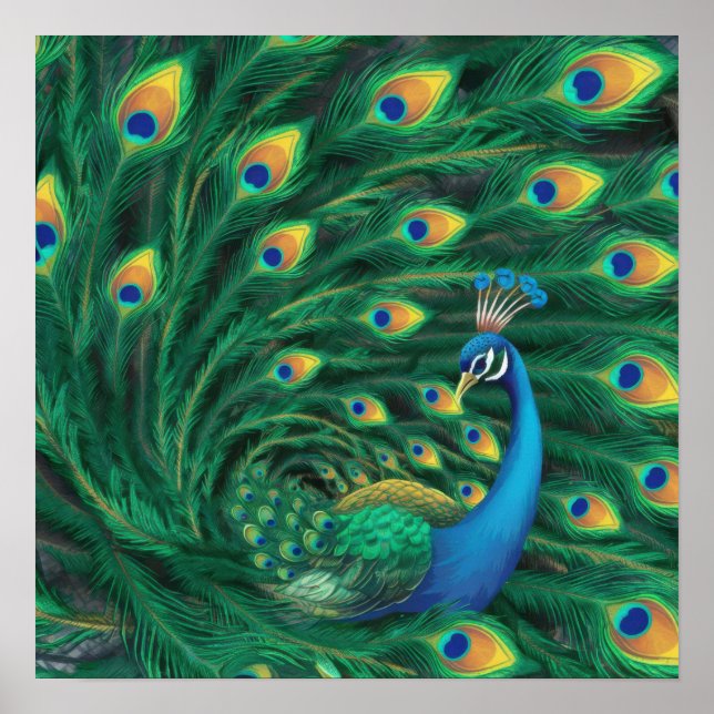 Póster Blue Peacock Bird (Frente)