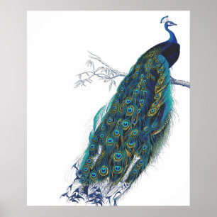 Póster Blue Peacock with beautiful tail feathers