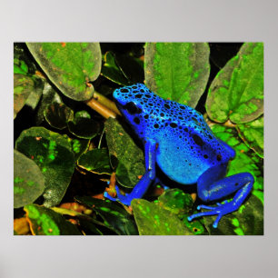 Póster Blue Poison Dart Frog Dendrobates azureus
